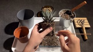 Как пересадить хавортию? | ХАВОРТИЯ ДОМА