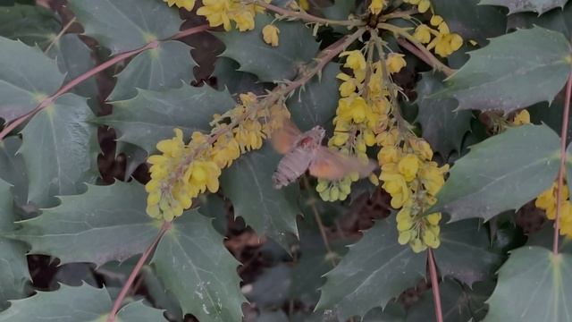 Бабочка Бражник - колибри летает в январе в Сочи / Hawk Moth flies in Sochi in January смотреть онлайн