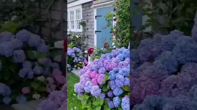 Интересный факт: почва, в которую вы сажаете гортензии, определяет, какой будет цвет у бутонов. смотреть онлайн