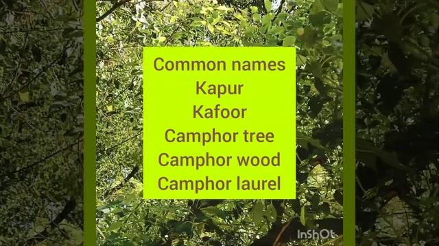 # Camphor tree/Kapur/Kafoor/Cinnamomum camphora#OneDayOnePlant,#Cureplantblindness#Medicinal смотреть онлайн