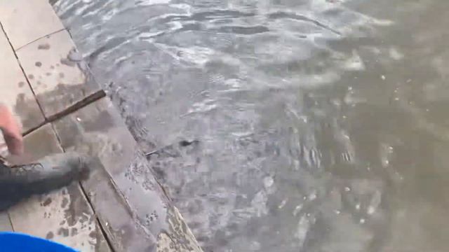 Зарыбление осетром 1-й Га безлимитный РК Фишка Петряиха смотреть онлайн