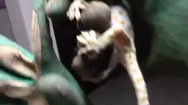 Геккон токи (Gekko Gecko)