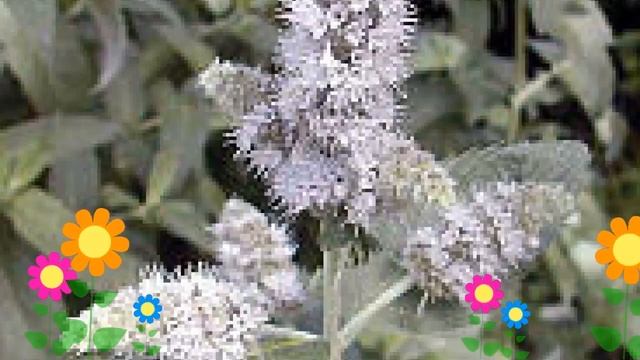 Мята Серебристая (Серебристая). Краткий обзор, описание характеристик, где купить саженцы смотреть онлайн