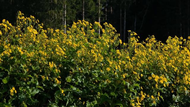 Музыка лечит сердце и сосуды