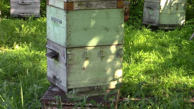 Моя пасека на 15 июня 2021 года смотреть онлайн