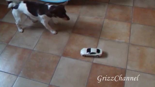 Grizz e la Maserati смотреть онлайн