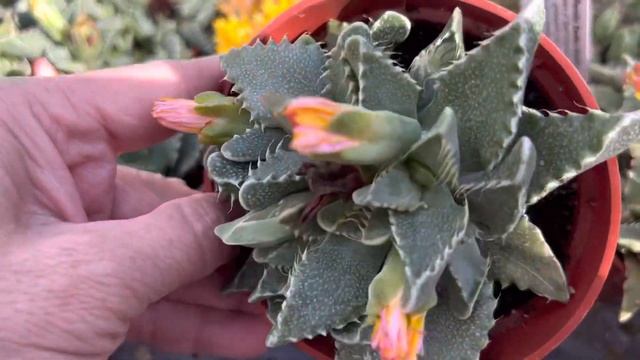 Faucaria tigrina "Tiger Jaws" смотреть онлайн