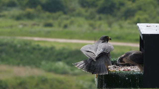 Capturing the Glance of a Peregrine Falcon | My Wildlife Art | Robert E Fuller смотреть онлайн