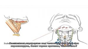 Что делать, если воспалился лимфоузел под челюстью: к какому врачу обращаться, чем лечить? Подчелю.