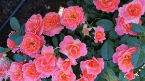 Роза Ай Эм Макмилан   I Am Macmillan