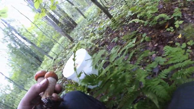 Белые грибы заполонили леса! Собираем грибы летом! Яичница с лесными грибами!