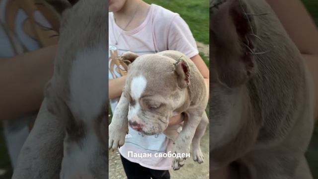 Мальчик Мерль окрас!!! #булли #bully #буллипокет #dog #puppy #щенки #буллищенки #продажа #питомник смотреть онлайн