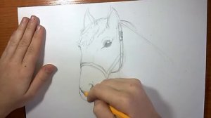 Как нарисовать лошадь карандашом поэтапно