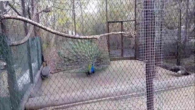 Пензенский зоопарк смотреть онлайн