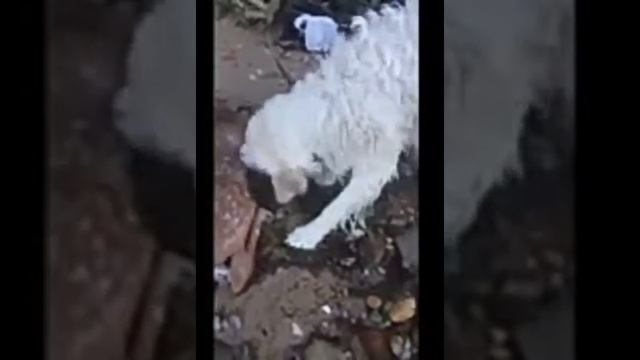 Животные помогают друг другу в трудных ситуациях смотреть онлайн