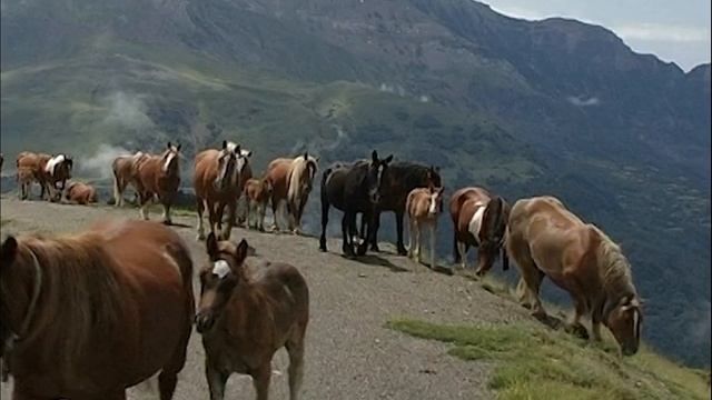 TRASHUMANCIA DE CABALLOS Y POTRILLOS En El Pirineo. Desplazamiento A Los Verdes Pastos | Documental