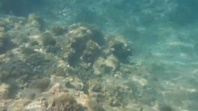 Подводный мир Турции. Турклер. Часть 4 смотреть онлайн