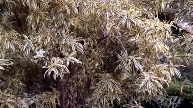 Dracaena reflexa, 'Variegata' ( Song of India ) смотреть онлайн