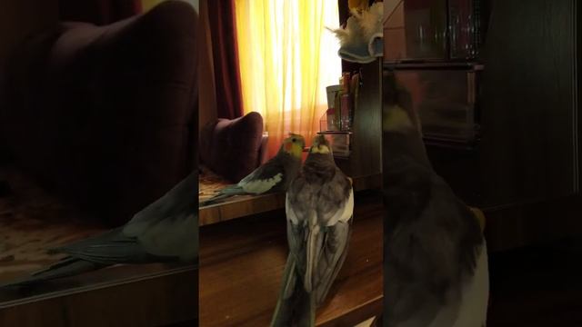 Танцы кореллы под Dance Mankey. смотреть онлайн