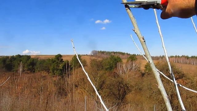 Формировка молодой черешни чашей.