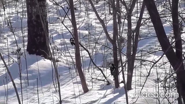 Хвостатые. Дороги любви, или Зато к нам добры и сирень, и тополь... смотреть онлайн