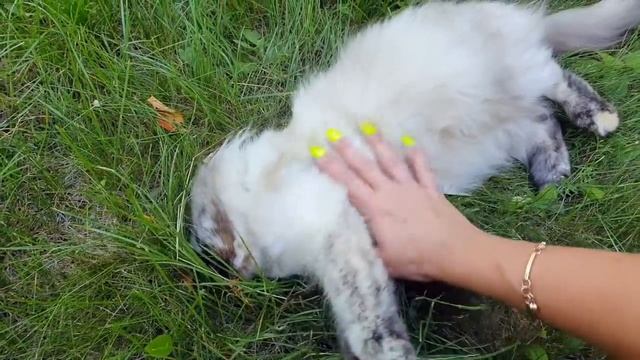 Дачное ПМЖ смотреть онлайн