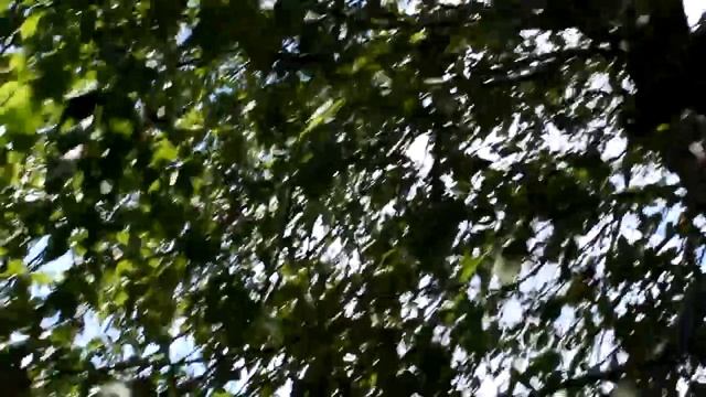 СЕМЕЧКИ ПОДСОЛНУХА КАК РУССКИЕ ОРЕХИ * версия * ЭТИМОЛОГ ИЛЬЯ ОРЛИОГЛО * Копчак Гагаузия Молдова смотреть онлайн