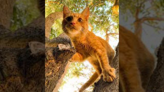 Минус песни я тигр смотреть онлайн