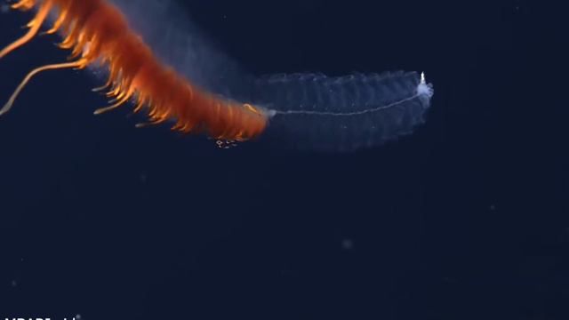 New MBARI videos help reveal siphonophore secrets смотреть онлайн
