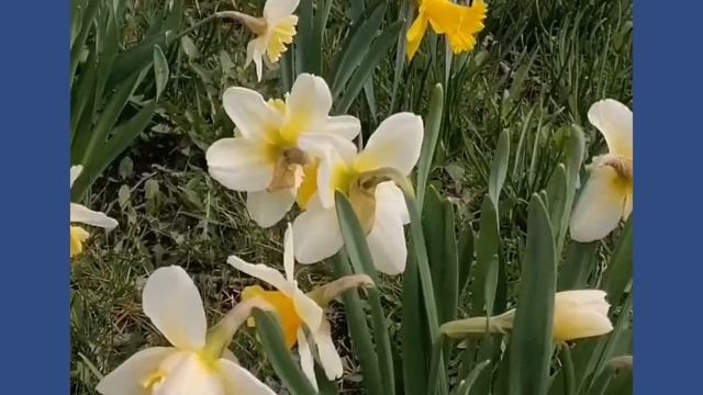 ☀? Удивительное поле нарциссов в Друскининкае: красота природы весной смотреть онлайн