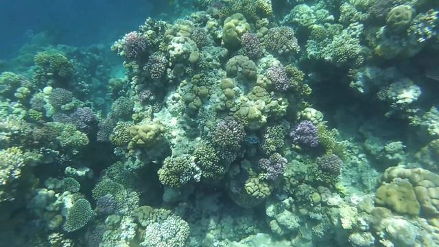 Red Sea World at Ras Nasrani Bay смотреть онлайн