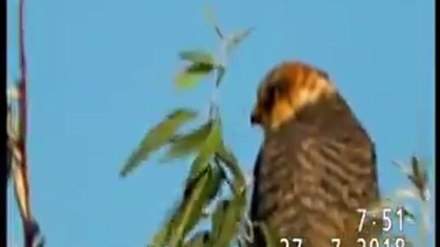 КОБЧИКИ(крупный план) смотреть онлайн