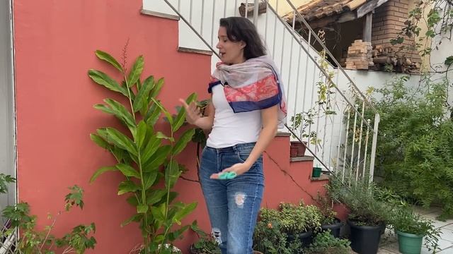 Infusão de galangal (Alpinia galanga) смотреть онлайн