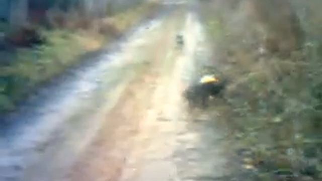 У БАБУШКИ--СОСЕДКИ ЧЕТВЕРО МОЛОДЫХ ЩЕНЯТ. КОТОРЫЕ ВСЕГДА ЛЮБЯТХОДИТЬ ГУРЬБОЙ смотреть онлайн