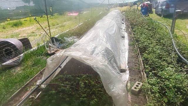 Размножение туи черенками смотреть онлайн