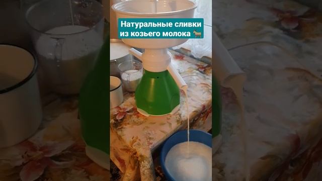 Переработка молока в домашних условиях #животноводство #козы #нубийскиекозы #молоко #сливки #сметан смотреть онлайн