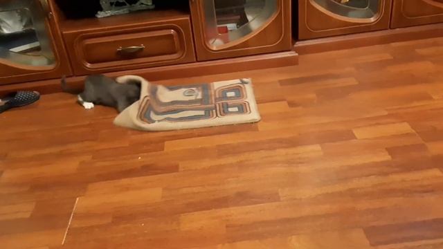 Котенок Кузя Шалун #Не дает спать в 3 часа ночи смотреть онлайн