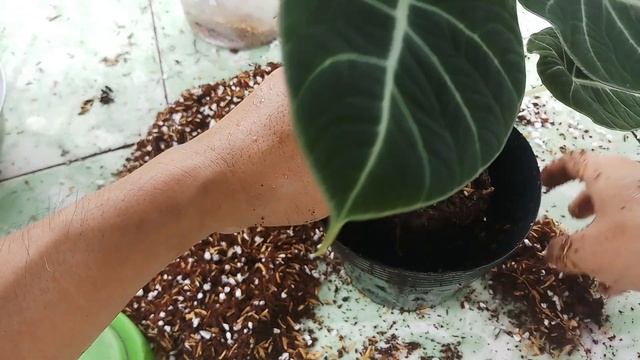 How to care and repot Alocasia black velvet смотреть онлайн
