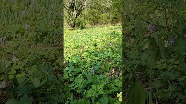 #природа#республикаалтай#веснавдуше#горноалтайск#дорога#горы#реки#релакс#лес#altay смотреть онлайн