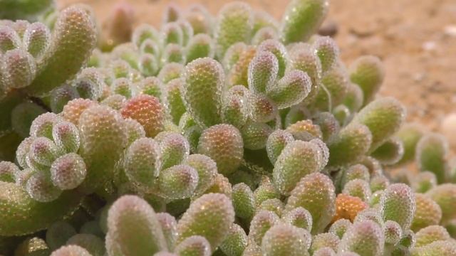 AMAZING Cacti and Succulents (World's Most Spectacular Plants episode 11 of 14) смотреть онлайн