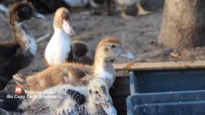 Мускусная Утка. Ценные Советы По Выращиванию "Неубиваемой" Утки.