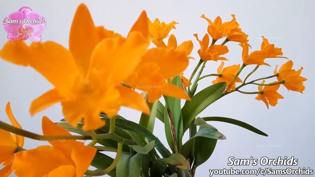 Cattleya Orchid Reblooming, Rth. Young-Min Orange 'Golden Satisfaction'