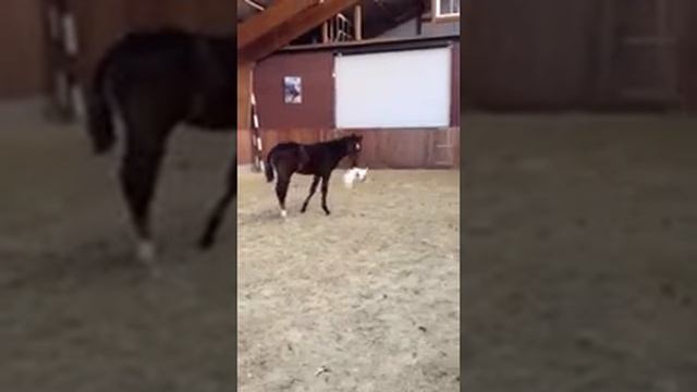 Airmiles Z (Arko lll x Clinton x Abgar) смотреть онлайн