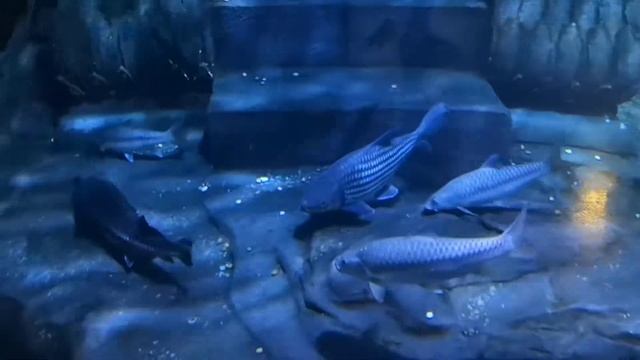 Phuket Aquarium, Пхукет Океанариум, Тайланд смотреть онлайн