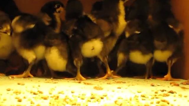 2013 ALBC Java Chicken Recovery Project Chicks смотреть онлайн