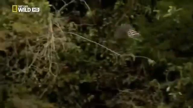 Мир диких животных. Дикая природа. В мире животных. Бразилия. Южная Америка. смотреть онлайн