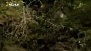 Мир диких животных. Дикая природа. В мире животных. Бразилия. Южная Америка.