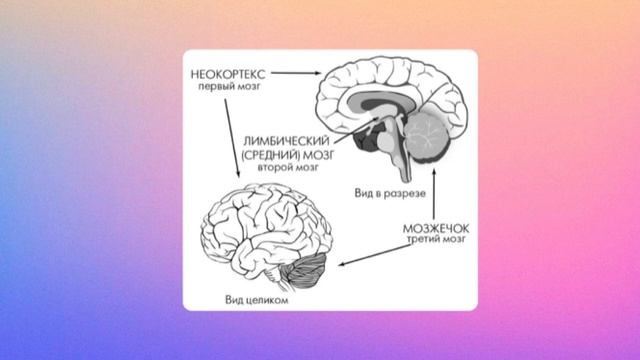 Лекция «Три мозга», фрагмент из книги Джо Диспенза смотреть онлайн