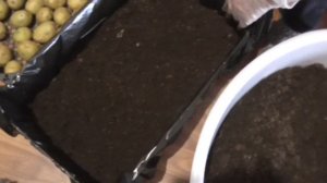 Ранний картофель | Посадка картофеля на рассаду | Как посадить картофель на рассаду