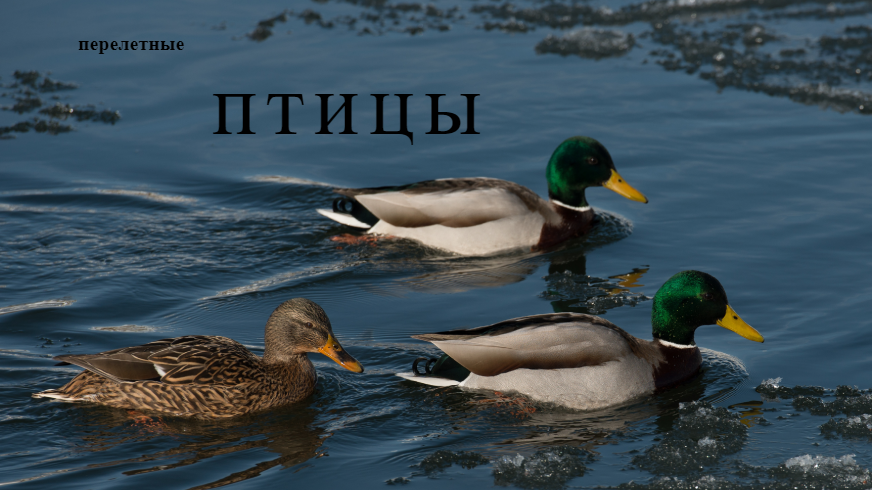 11 ноября 2022 г. Перелетные птицы полет птиц смотреть онлайн